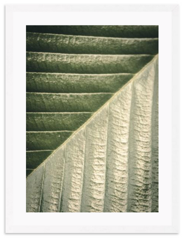 Palm Leaf 2